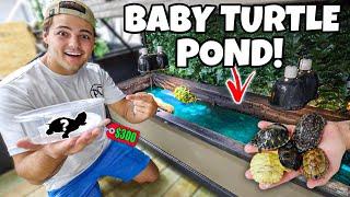 BUYING BABY TURTLES for My mini POND