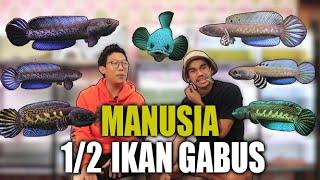 RUMAHNYA IKAN GABUS MEWAH