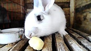 Можно ли кроликам давать картошку  КРОЛИКОВОДСТВО