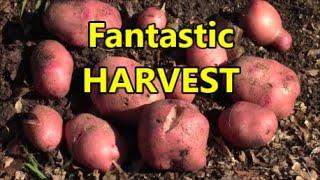 Potatoes Harvest Recession and Drought Proof