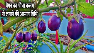 बैंगन के एक पौधे से तैयार करे सैकड़ों पौधे बिना किसी बीज के  Air Layering On Brinjal Plants 