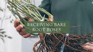 Receiving Bare Root Roses from David Austin Roses