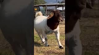 Koati Boer goats #boergoat #goats #boer #boergoats