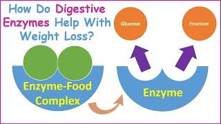 Digestive Enzymes and Weight Loss How Do Digestive Enzymes Help With Weight Loss?