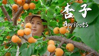 Apricots the unique sweet and sour taste of summer 【滇西小哥】