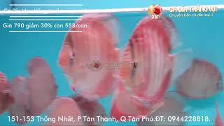 Cá Dĩa HOA HỒNG MALBORO  Cá Dĩa Thắng Lợi  Discus fish vietnam