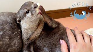 The Naughty Otter Has A New Apprentice