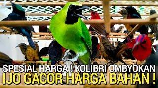 REZEKI SAYA  PENUH BURUNG KOLIBRI DAN CUCAK IJO GACOR HARGA BAHAN DI PASAR BURUNG PRAMUKA