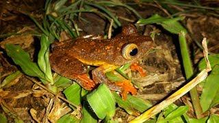 Borneo Various Animals and Plants - Pt. 1 Tawau Hills with Taxon Expeditions