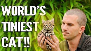 Rusty Spotted Cat  Everything About The Worlds Smallest Cat 