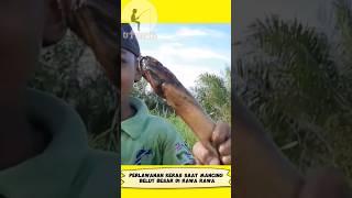 LUARBIASA Anak Ini Berhasil Mancing Belut Babon Besar #shorts #short #shortvideo #viral #youtube