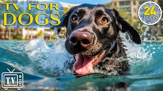 24 Hours of the Best Fun & Relaxing TV for Dogs Boredom Busting Videos for Dog with Music