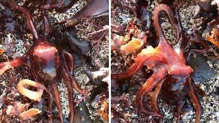 Octopus Caught Walking On Dry Land