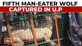 Fifth Man-eater Wolf Captured In U.P  India Today News