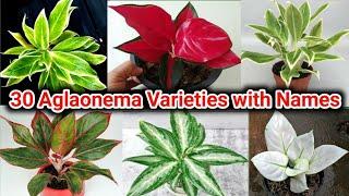 30 Aglaonema Varieties with Names  Poojas Garden