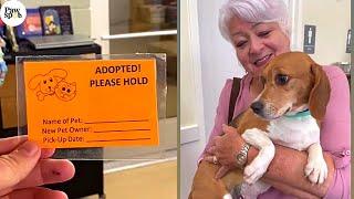 Priceless Small Dogs Reactions To Being Adopted