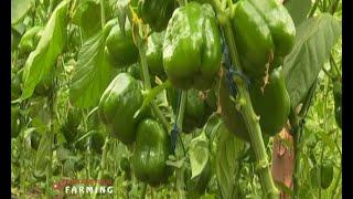 Variety facts and how to grow Capsicum Pilipili Hoho - Part 1