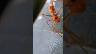 Myrmaplata plataleoides  también llamada saltadora imitadora de hormiga tejedora roja. Vive en Asia