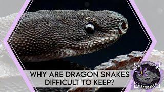 Why Are Dragon Snakes Difficult to Keep?  Creatures of Nightshade