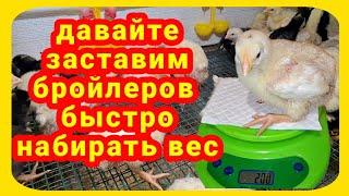 Для тех у кого не растут бройлеры. Как важны первые дни жизни для выращивания крупных бройлеров.