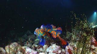 The Magical Mating Ritual of the Mandarin Fish 4K