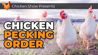 Understanding PECKING ORDER in a Flock of Backyard Chickens