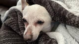 Meet the worlds oldest living dog a chihuahua named TobyKeith that lives in Palm Beach County