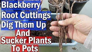 Blackberry Root Cuttings & Sucker Plants Dig Them Up