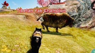 The Wolf-   Tibetan Yak Champion  Max Gems  The Wolf Online Simulator. 