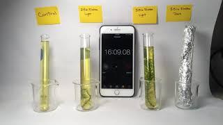 Elodea Photosynthesis Lab