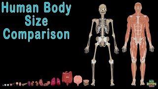 Human Body  and Human Body Size Comparison  Human Anatomy Size Comparisons