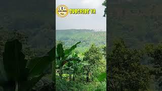 VIRAL  KAWASAN HUTAN NAWANGAN KAMPUNG KECIL DI MOJOKERTO