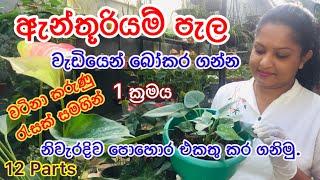 ඇන්තුරියම් පැල වැඩියෙන් බෝ කරගනිමු. How to propagate more anthurium plants.