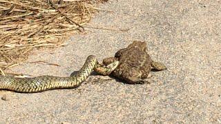 Frog fights to death with snake  Súboj ropucha vs. užovka