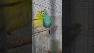 My male parrot wants a Girlfriend