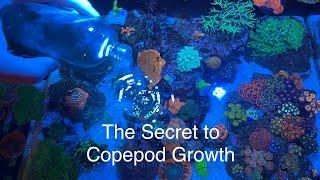 How to grow & culture copepods in reef tank The secret benefits copepods have to devouring diatoms