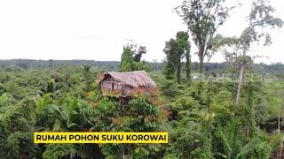 Rumah Pohon Suku Korowai  RAGAM INDONESIA 240523