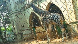 GIRAFFE IN ALIPORE ZOO KOLKATA  কলকাতা চিড়িয়াখানা  कोलकाता चिड़ियाघर