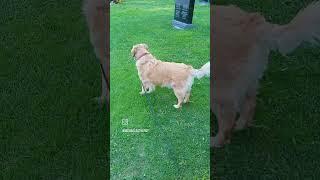 Tia is spending time in the stillness of nature. #cute #dog #goldenretriever