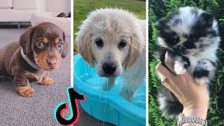 Nothing Cuter Than Cute Little Puppies  Funny Dogs of TIKTOK Compilation  The Dog Squad