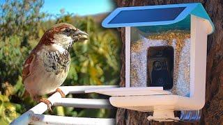 Bird Watching Made Easy with YBLOCs Smart Bird Feeder and AI Camera
