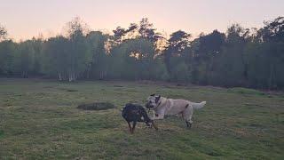 Kangal dog knocked over by Doberman