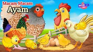 Lagu Anak - MACAM MACAM AYAM  Lagu edukasi Anak mengenal Nama Nama Ayam