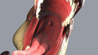 3D POV Nom - Momma T-Rex Eats You wSFX