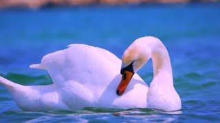  The Swan  Romantic Sentimental Piano Musiс by Bdk Sonic