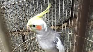 Falk  Parkit Australia Cockatiel belajar bersiul 