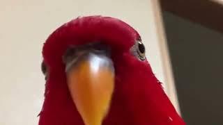 Красная птица GUMI мем.