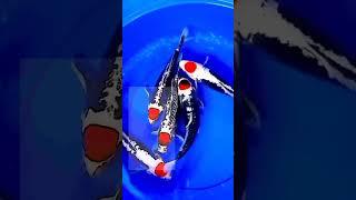 ikan koi cantik