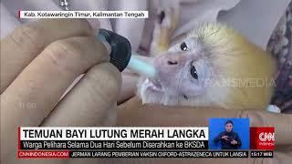 Temuan Bayi Lutung Merah Langka  REDAKSI SORE 020221