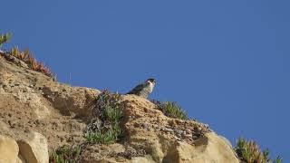 Peregrine Falcon on cliff